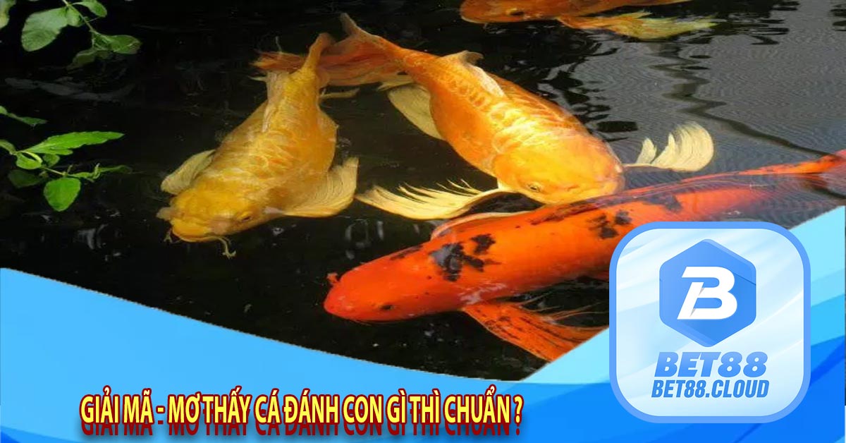 Giải Mã - Mơ thấy cá đánh con gì thì chuẩn ?